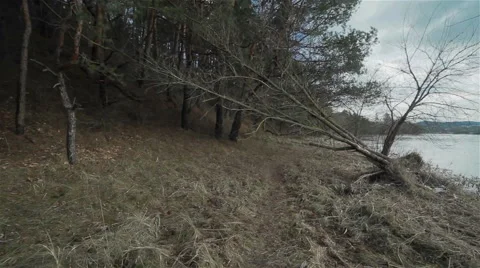 A narrow pathway along the river in the pine forest Stock Footage 46440307