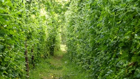 Narrow Pathway Between Bitter Melon Vines In Vegetable Garden Stock Footage 344933603