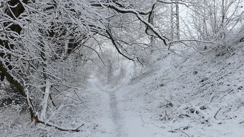 Narrow pathway between Snow covered trees 動画素材 121633099