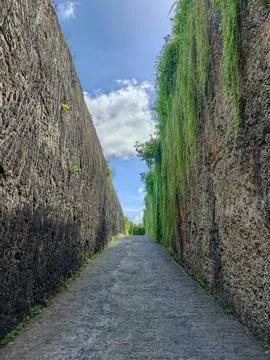 Narrow Pathway Cut Through Tall Limestone Cliffs with Green Hanging Vines Stockfoto's