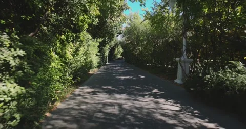 Narrow Pathway with Dense Foliage and Sunlit Shadows Stock Footage 296515567