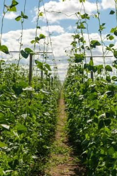 Narrow pathway in the field of grape trees and some fluffy clouds in the sky Foto stock