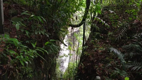 Narrow Pathway Surrounded by Lush Vegetation Leading to Waterfall Stock-Footage 336521245