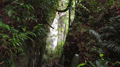 Narrow Pathway Through Lush Green Jungle Video stock 336521239