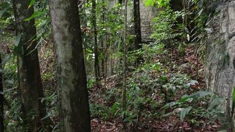 Narrow Pathway Through Lush Green Forest in Guaviare Stock Footage 336521403
