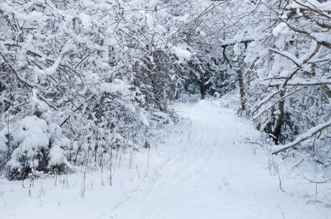 Narrow pathway through winter forest Stock Photos