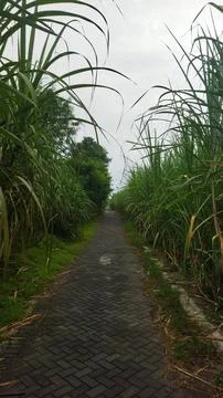 A narrow paved path running through tall green crops under cloudy sky creatin Stock Photos
