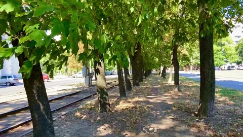 A narrow pleasant path between the trees. Stock Footage 251414130
