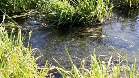 A narrow river with clear water Stock Footage 77675505