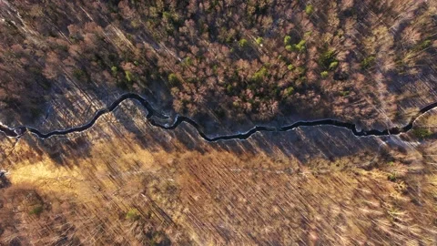 Narrow river in forest. Top down view. Aerial view. Spring. Tree trunks near Stock Footage 154970330