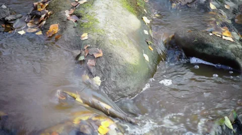 Narrow river with mossy rocks Stock Footage 33071504