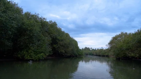 Narrow river path with dark green trees on both the sides, boat ride, India 動画素材 120836403