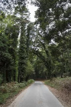 Narrow road between forest Stock Photos
