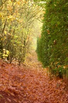 NARROW ROAD between trees and bushes. Stock Photos