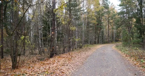 A narrow road in the forest covered with fallen autumn leaves, an autumn road in Stock Footage 312418502
