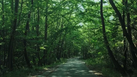Narrow road in forest. Stock Footage 198742842