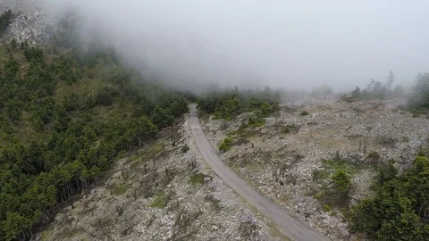 Narrow road in the misty forest Stockbeeldmateriaal 127086697