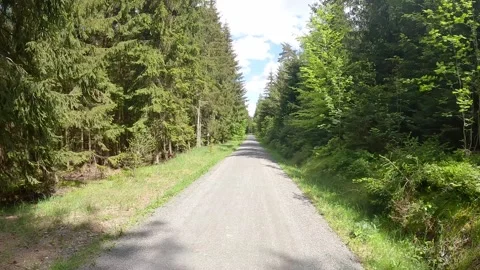 Narrow road in spruce forest Stock Footage 292874327