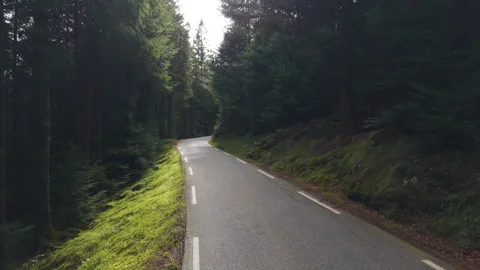 Narrow Road Through Dense Forest in Sveio, Norway Видео 344996635