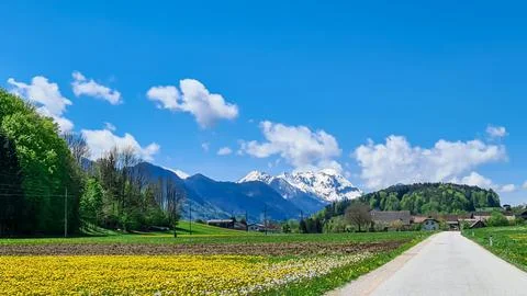 A narrow road through endless fields of dandelions and a dense forest at th.. Foto stock