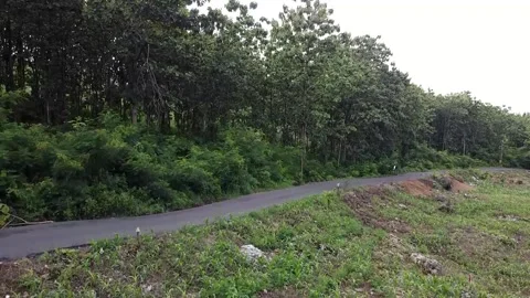 Narrow road winding through dense forest Stock-Footage 279251331