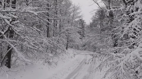 A narrow road winds through a forest blanketed in fresh snow. Tree branches are Video stock 331070523