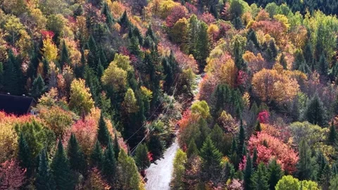 Narrow road winds through Quebec red and golden peak fall foliage, aerial Stock Footage 348777944