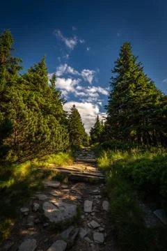 Narrow rocky path in the pine forest from Serak to Velky Keprnik Stock-Fotos