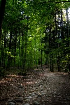 Narrow rocky path running through a scenic green forest with sunrays Фото
