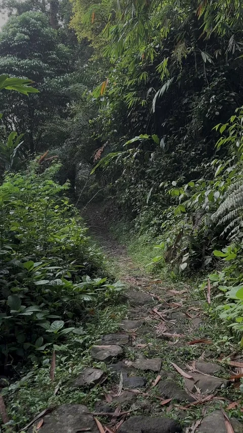 A narrow rocky path winding through dense green jungle foliage in nature Video stock 321104710