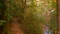 narrow root covered footpath waterfall autumn 4k or 4k+ Resolution