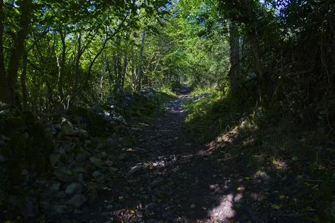 Narrow rugged uphill path through a woodland in the Derbyshire Peak District Foto stock