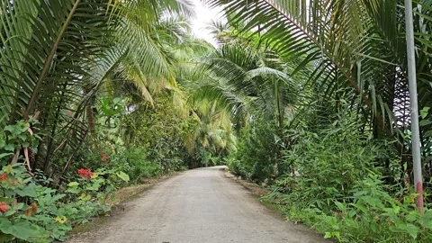 Narrow rural path surrounded by coconut palm trees in Mekong Delta, Vietnam. Stock Footage 313370539
