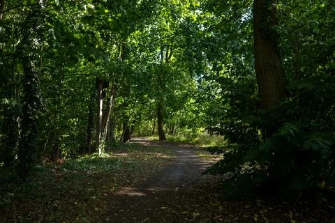 Narrow sandy walking path leading deep into shaded forest Stockfoto's