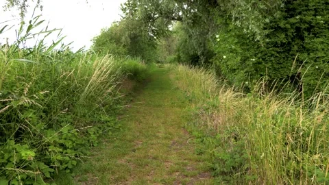 Narrow scary trail in a forest surrounded by weeds and trees Stock Footage 246786404
