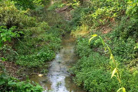Narrow shallow stream flows gently through a lush and vibrant tropical fore.. Stock-Fotos