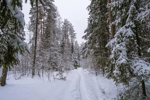 A narrow snow path in a winter forest covered with snow. Stock Photos