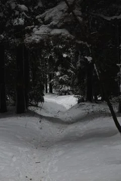 A narrow, snowy path leads through a dark, dense evergreen forest, illumina.. Stock Photos