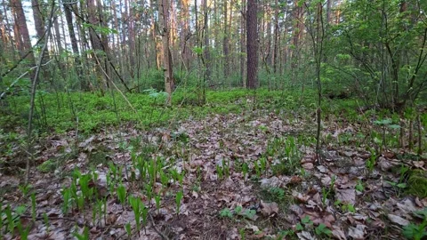 Narrow Spring Forest Trail Walk Stock Footage 334098403