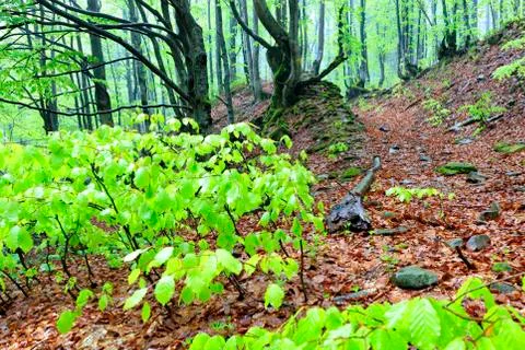 Narrow steep mountain path in a rainy forest with fallen leaves. Stock Photos