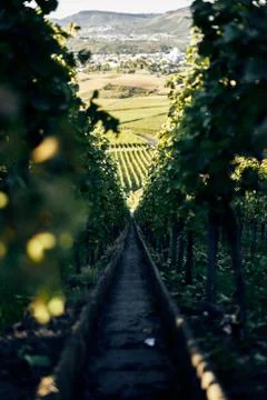 Narrow steep path with steps down a beautiful vineyard between vine leafs going Stock Photos