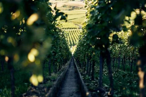 Narrow steep path with steps down a beautiful vineyard between vine leafs going Stock Photos
