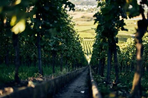 Narrow steep path with steps down a beautiful vineyard between vine leafs going Stock Photos