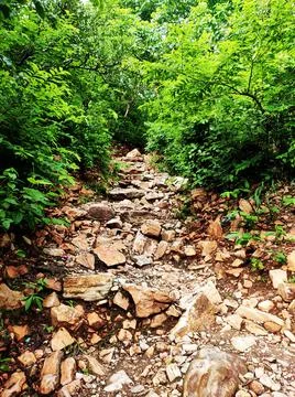 A narrow stone path into the forest in West Bengal, India. 写真素材