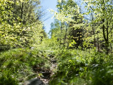 Narrow stony path leading through a bright spring forest with young green leaves Stock-Fotos