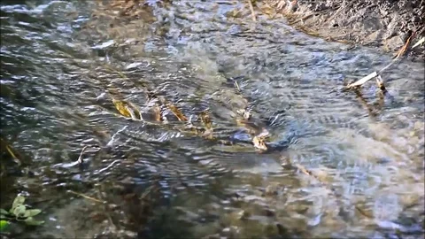 A narrow stream with clear water, closeup Stock Footage 77862957