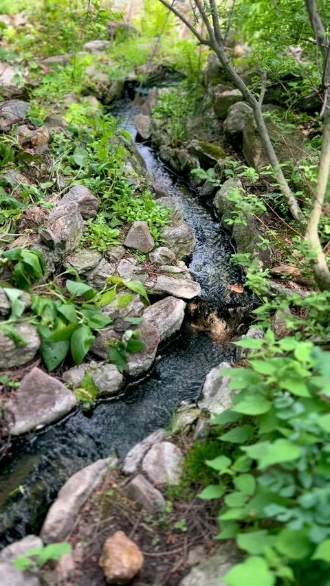 Narrow Stream in Garden, Flanked by Stone Borders and Green Foliage Video stock 274363483