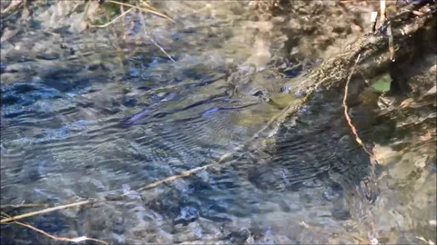 A narrow stream runs near the root of the tree, closeup Stock Footage 77862671