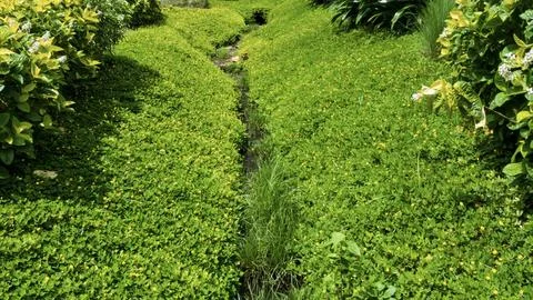 A narrow stream winds through a dense carpet of greenery and yellow flowers, Foto stock