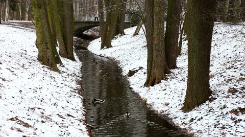 Narrow stream in winter forest Stock Footage 56752477